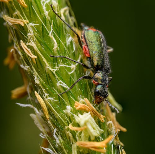 A green beetle sitting on top of a plant