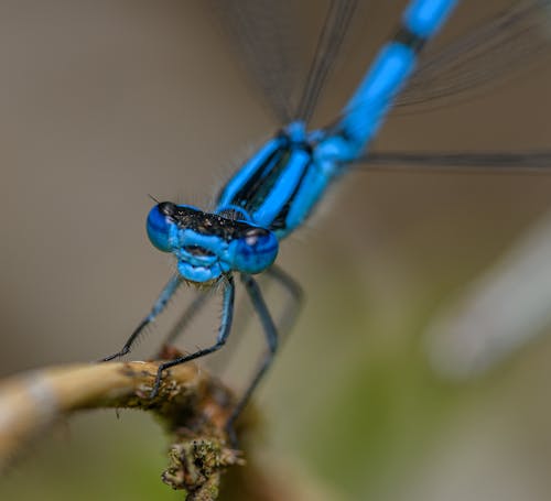 A blue dragonfly with black eyes is perched on a twig