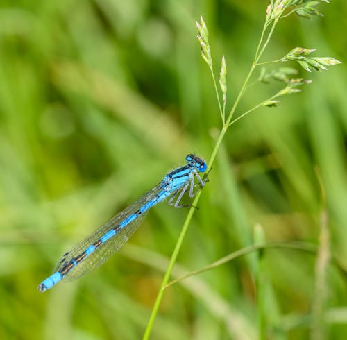 A blue dragonfly sitting on a green stalk