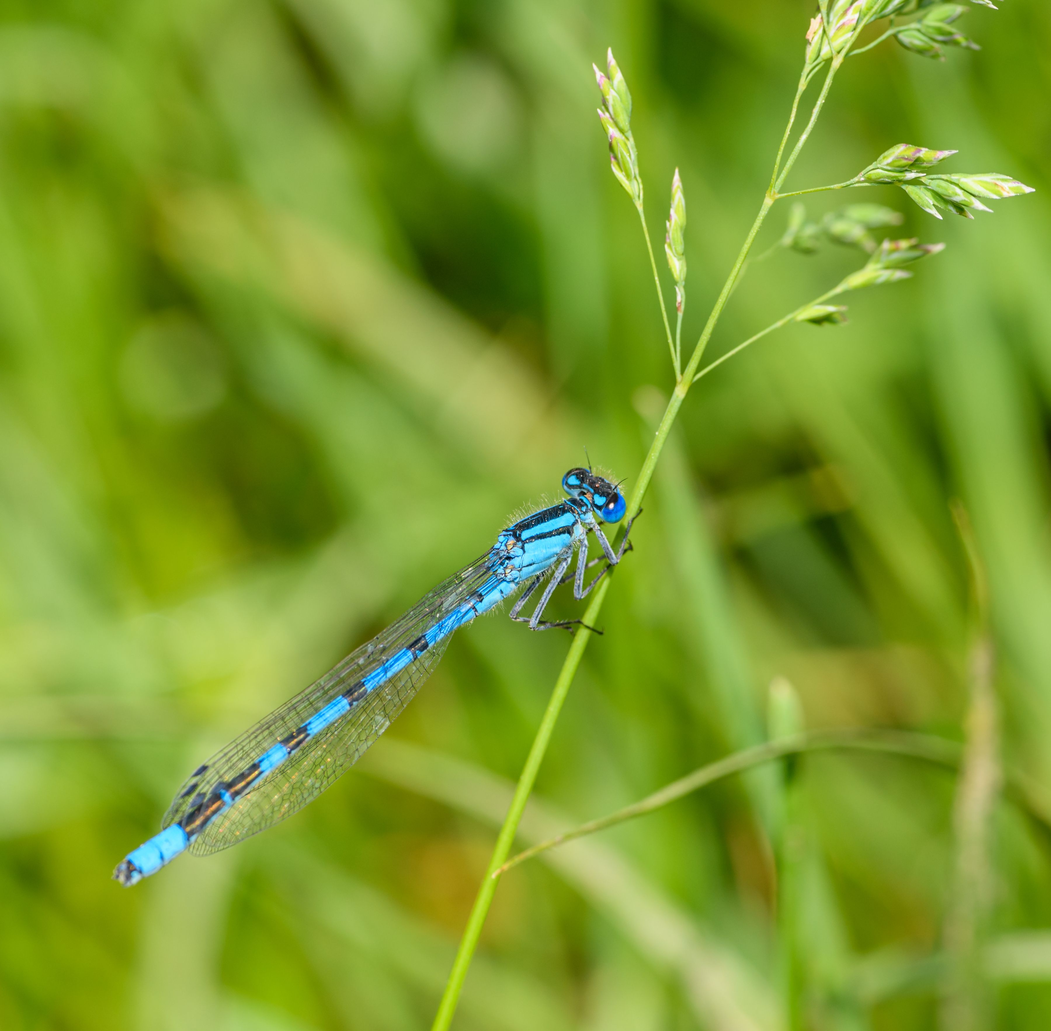 Close up of a Dragonfly in Grass · Free Stock Photo