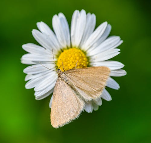 A small moth sitting on top of a daisy