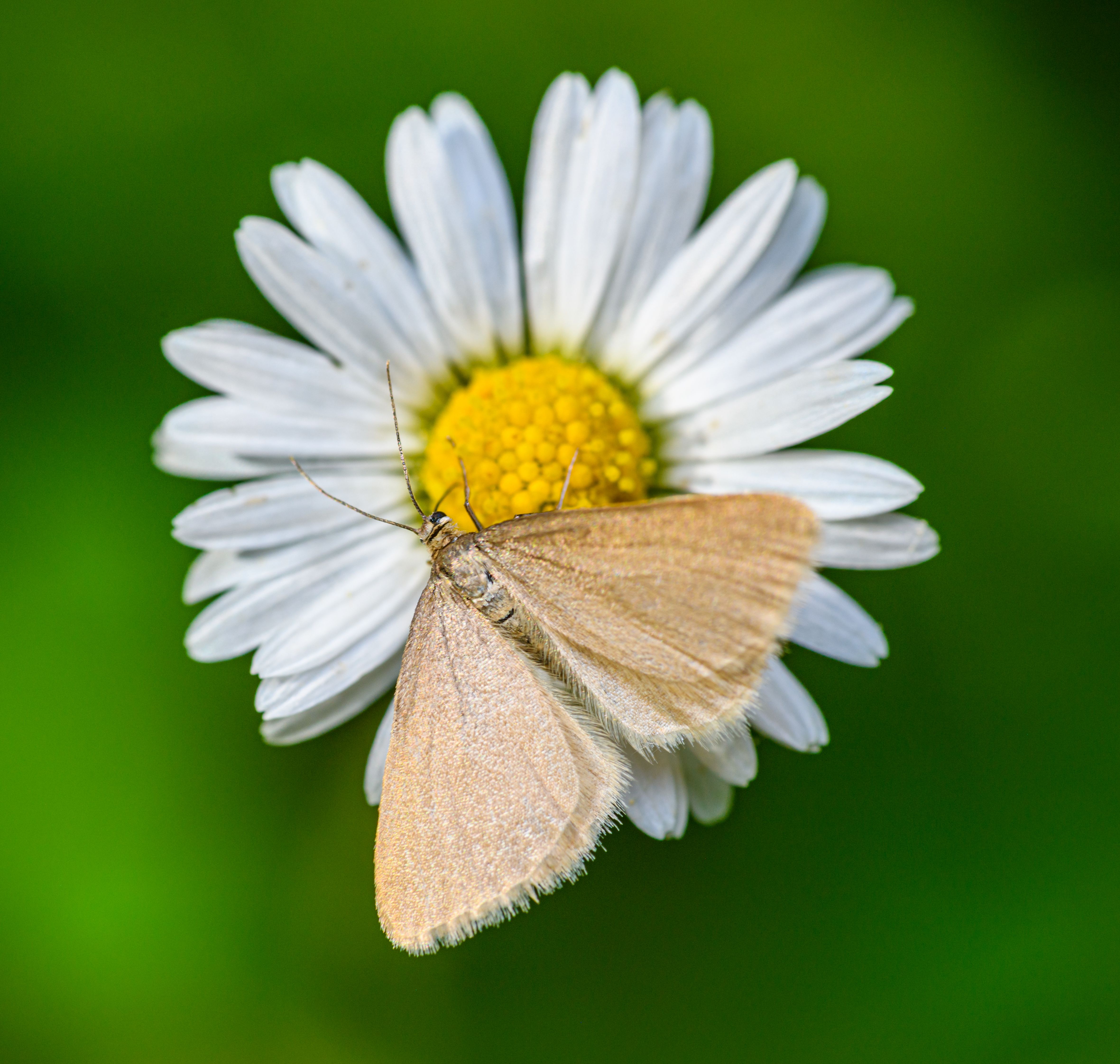 A small moth sitting on top of a daisy · Free Stock Photo
