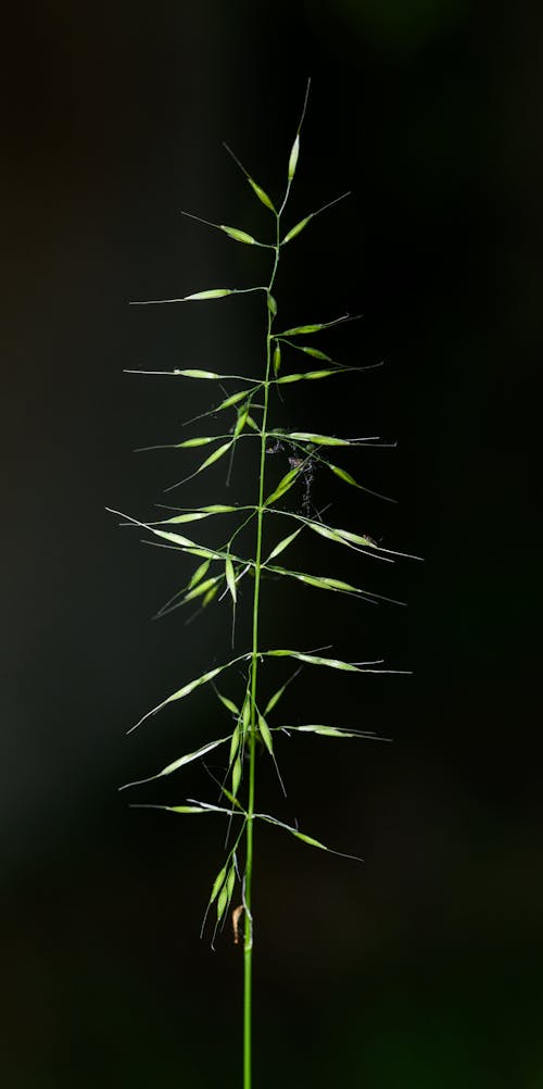 A tall grass plant with long spikes on it