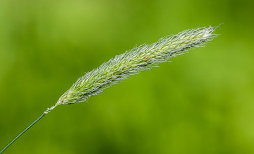 A close up of a grass stalk with a green background