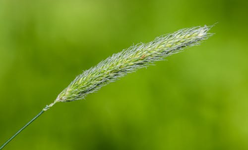 bitki, büyüme, çim içeren Ücretsiz stok fotoğraf