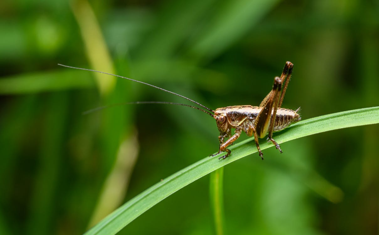 A grasshopper is sitting on top of a blade of grass