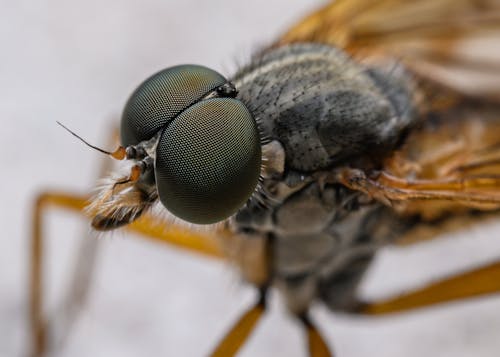 A close up of a fly with large eyes