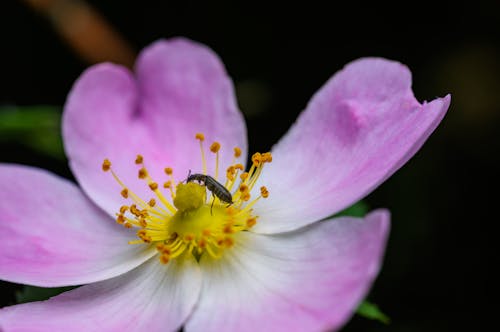A small insect is on a pink flower
