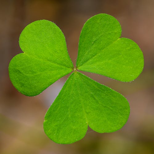 A four leaf clover is shown in this photo