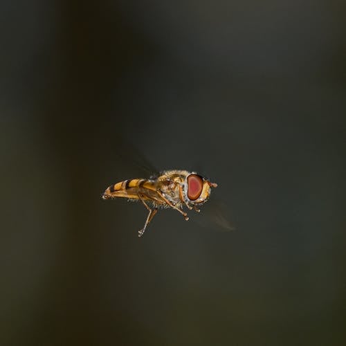 A fly is flying through the air with its wings spread