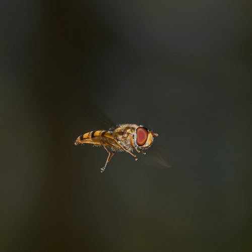 Foto profissional grátis de fechar-se, foco seletivo, formato quadrado