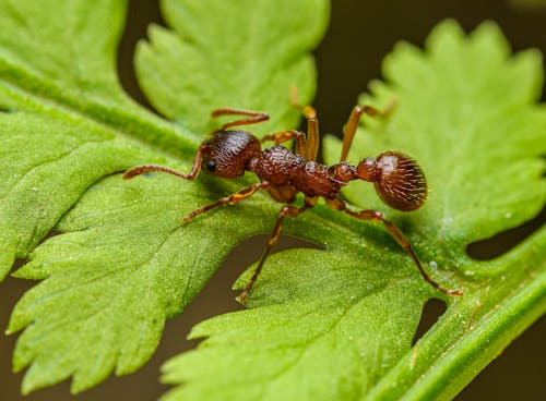 A small ant is sitting on a leaf