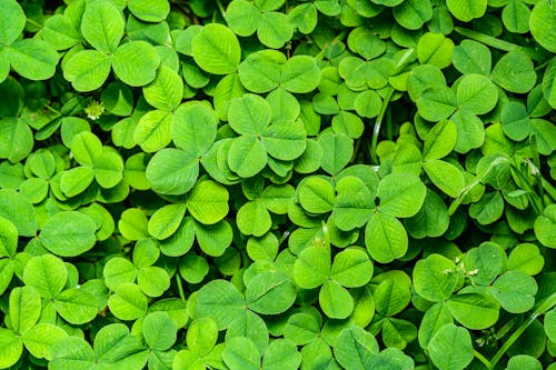 A close up of green clover leaves