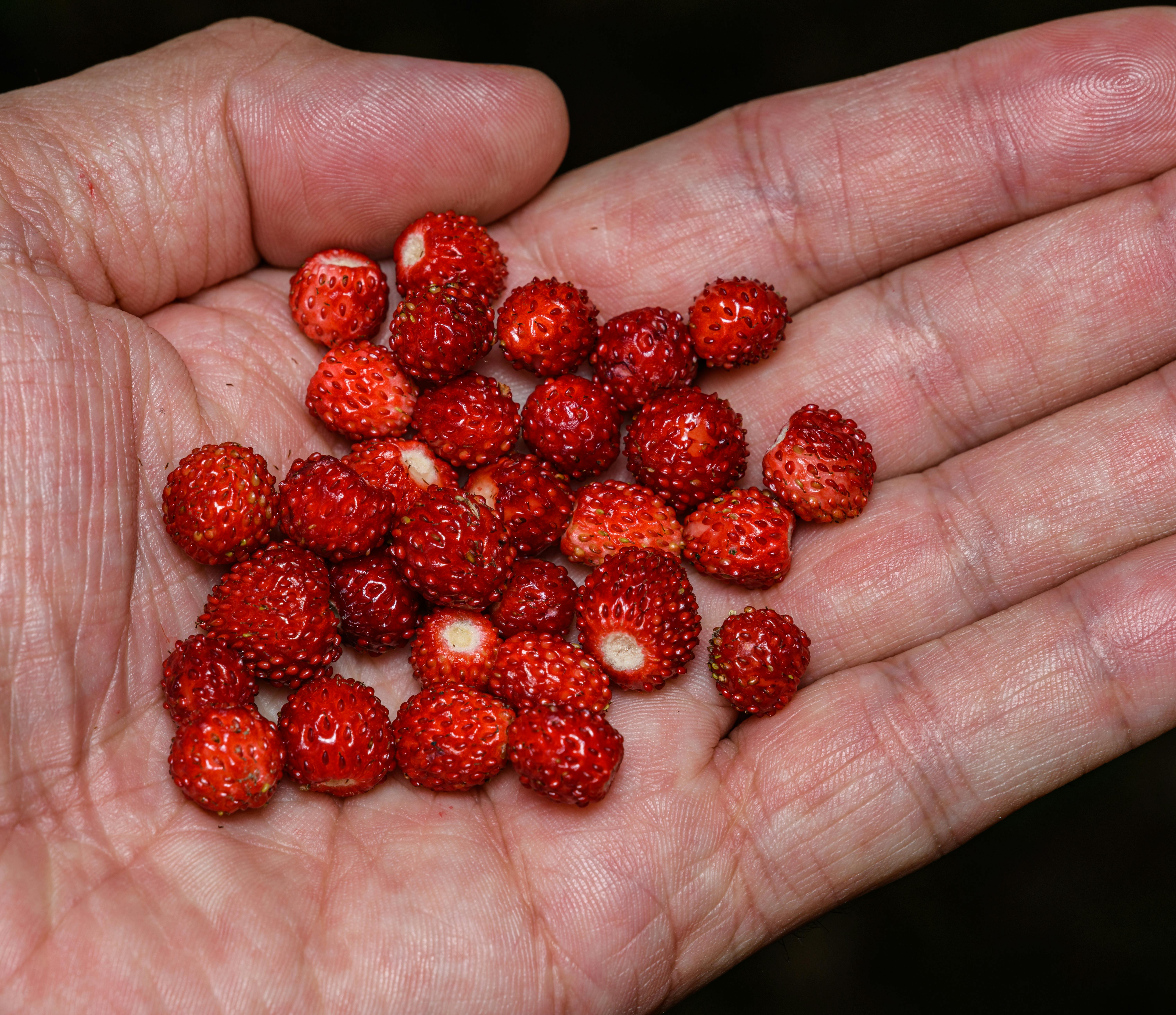 The Nurtritional Value of Common Foraged Foods