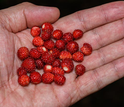A hand holding a handful of small red berries