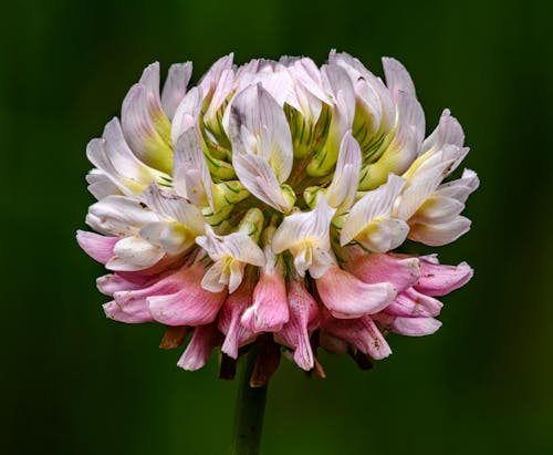 A pink and white clover flower with green background
