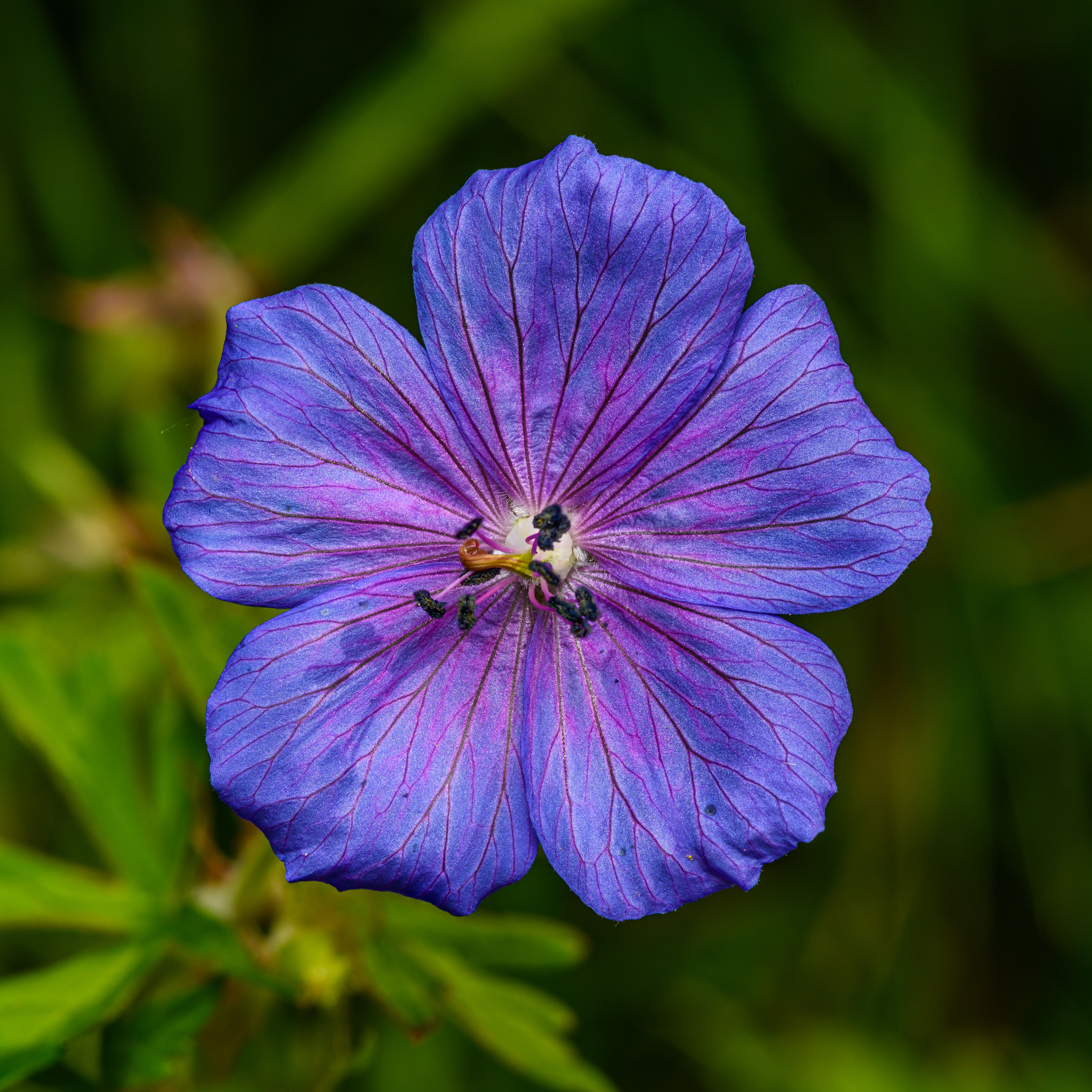 Fotomural Primer plano detallado de una vibrante flor de geranio morado con pétalos delicados en un entorno natural.