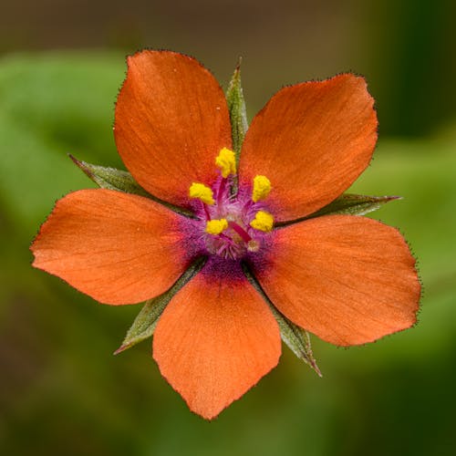 A small orange flower with yellow centers