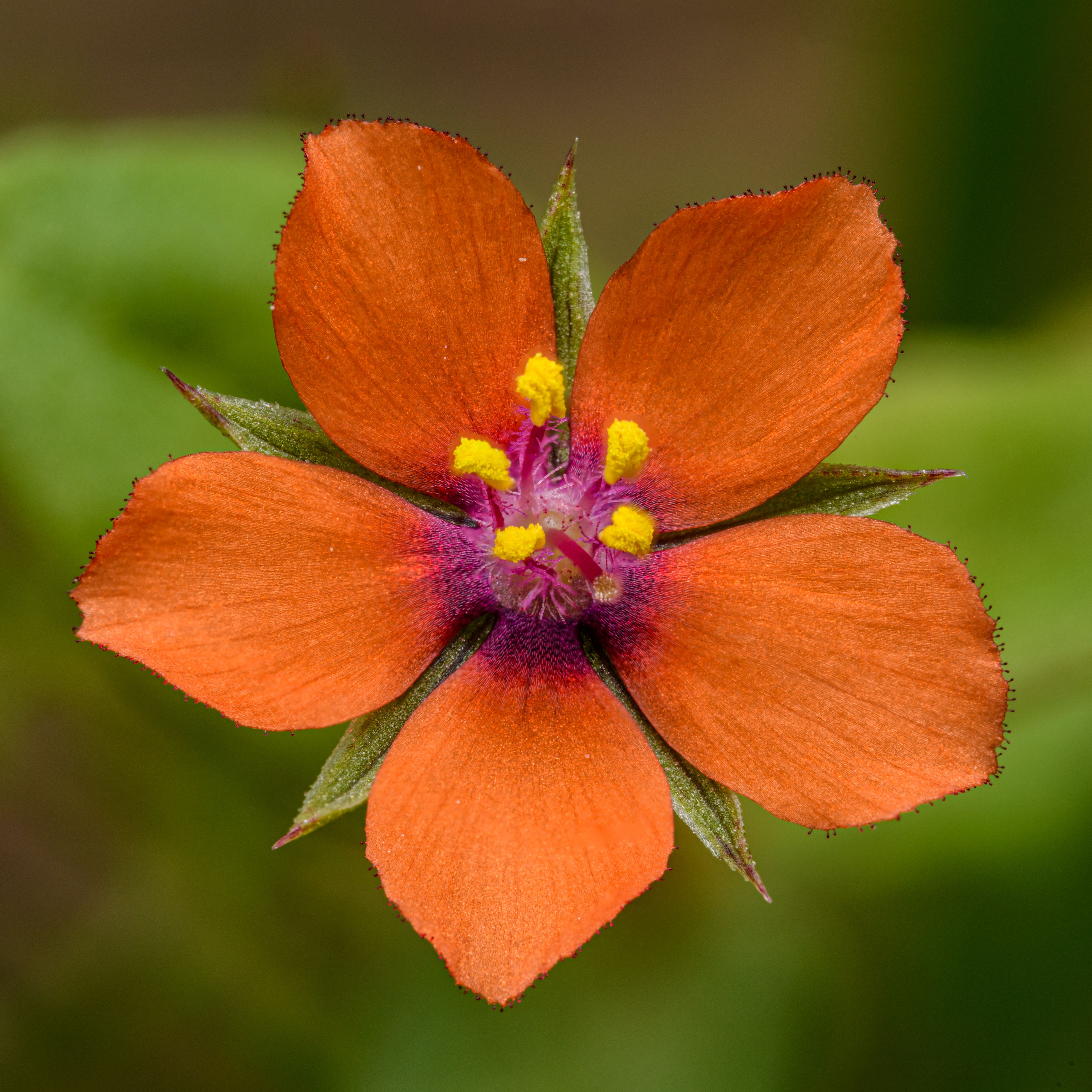 Close up of a Flower · Free Stock Photo