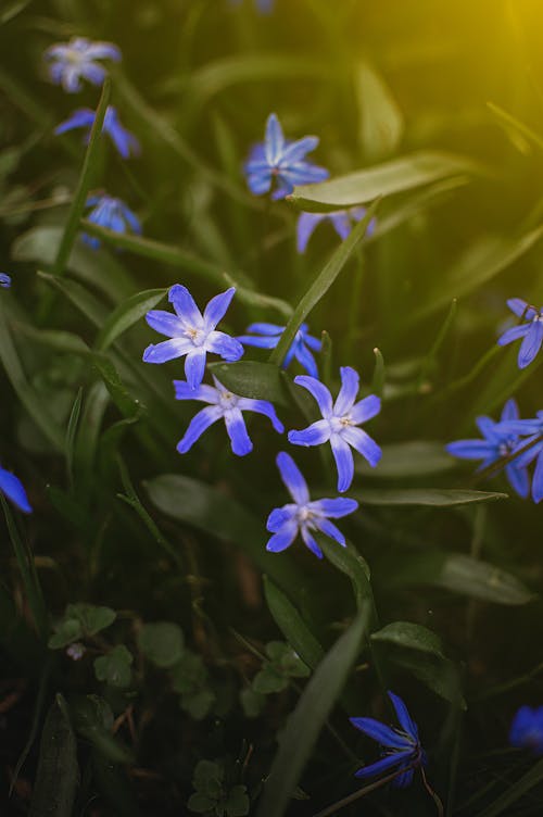 scilla, 꽃, 보케의 무료 스톡 사진