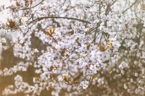 Cây Nở Hoa Nhỏ Xinh Màu Trắng Hình Nền Mùa Xuân
