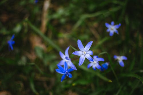 Scilla siberica squill flowers spring blooming beautiful bokeh blured background 