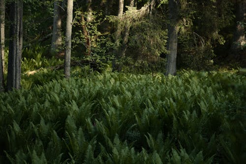 Бесплатное стоковое фото с лес, лето, листва