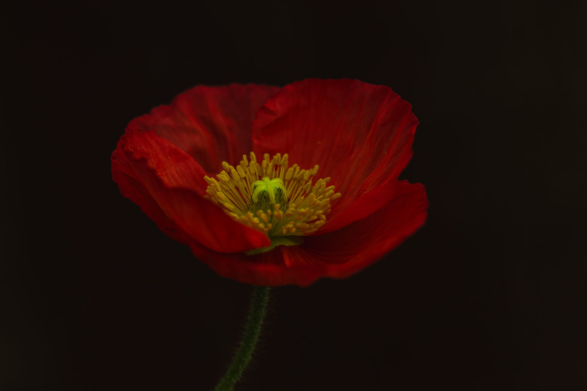 Poppy Back Photo Poppy in Black Background · Free Stock Photo
