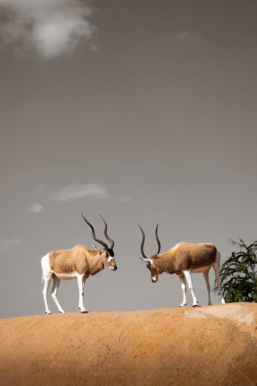 Imagine de stoc gratuită din addax, antilope, deal