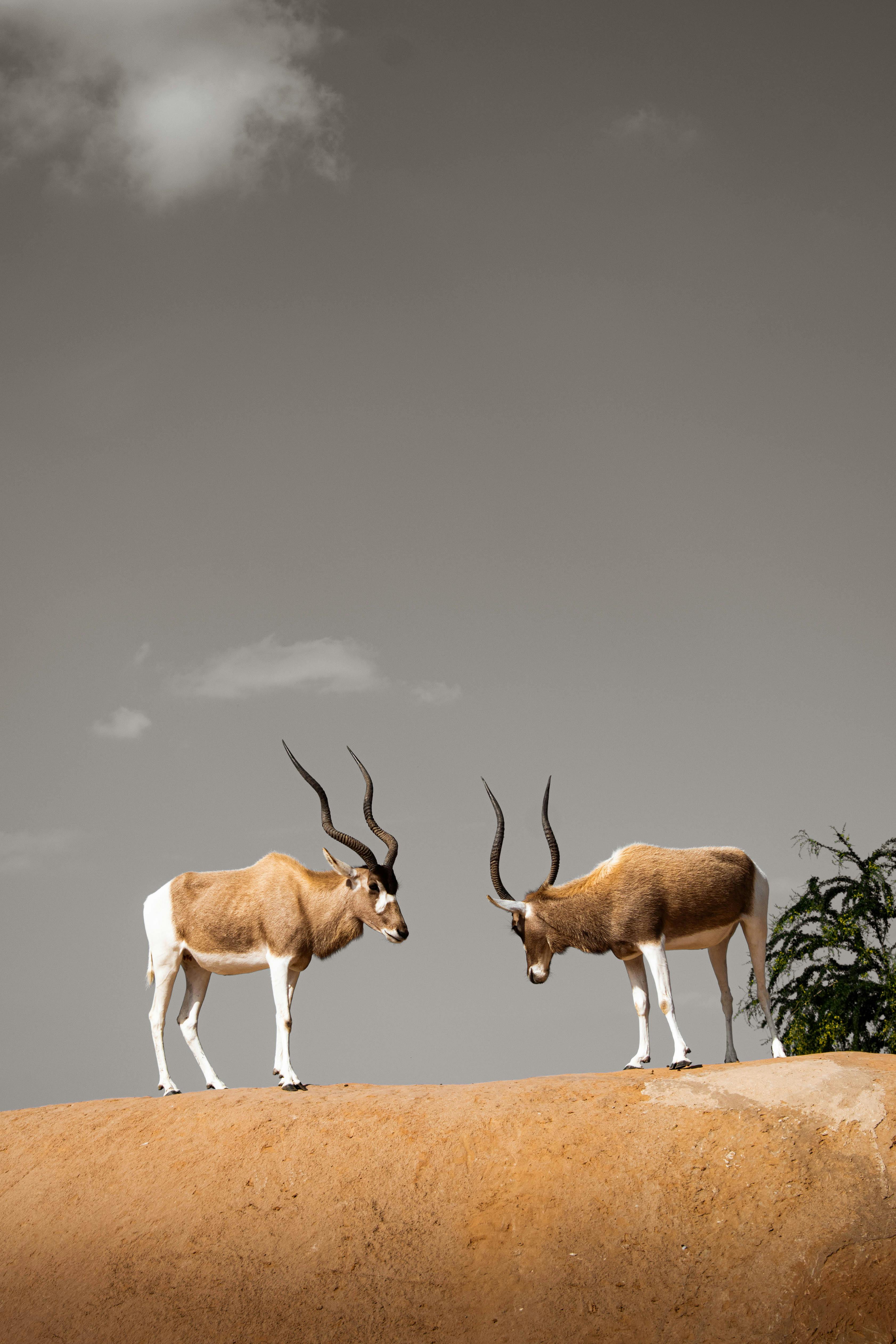 Gratuit Photos gratuites de addax, addax nasomaculatus, animaux à cornes Photos