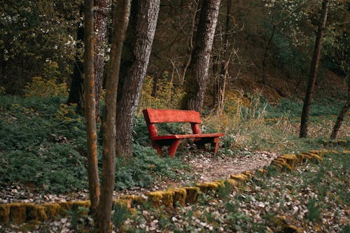 A red bench in the woods
