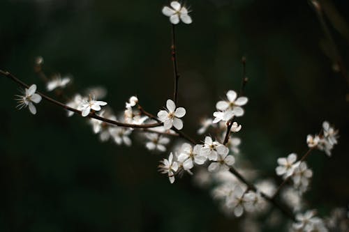A close up of white flowers on a branch