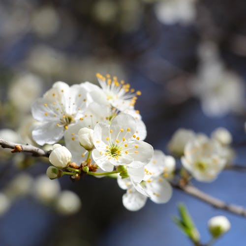 Kostenloses Stock Foto zu apfelbaum, blüten, frühling