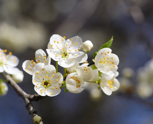 A close up of a white flower on a tree branch