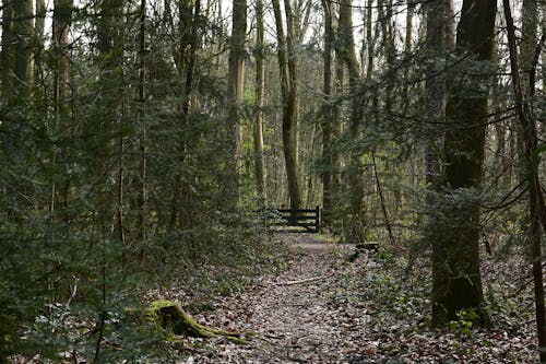 Immagine gratuita di boschi, bosco, foglie
