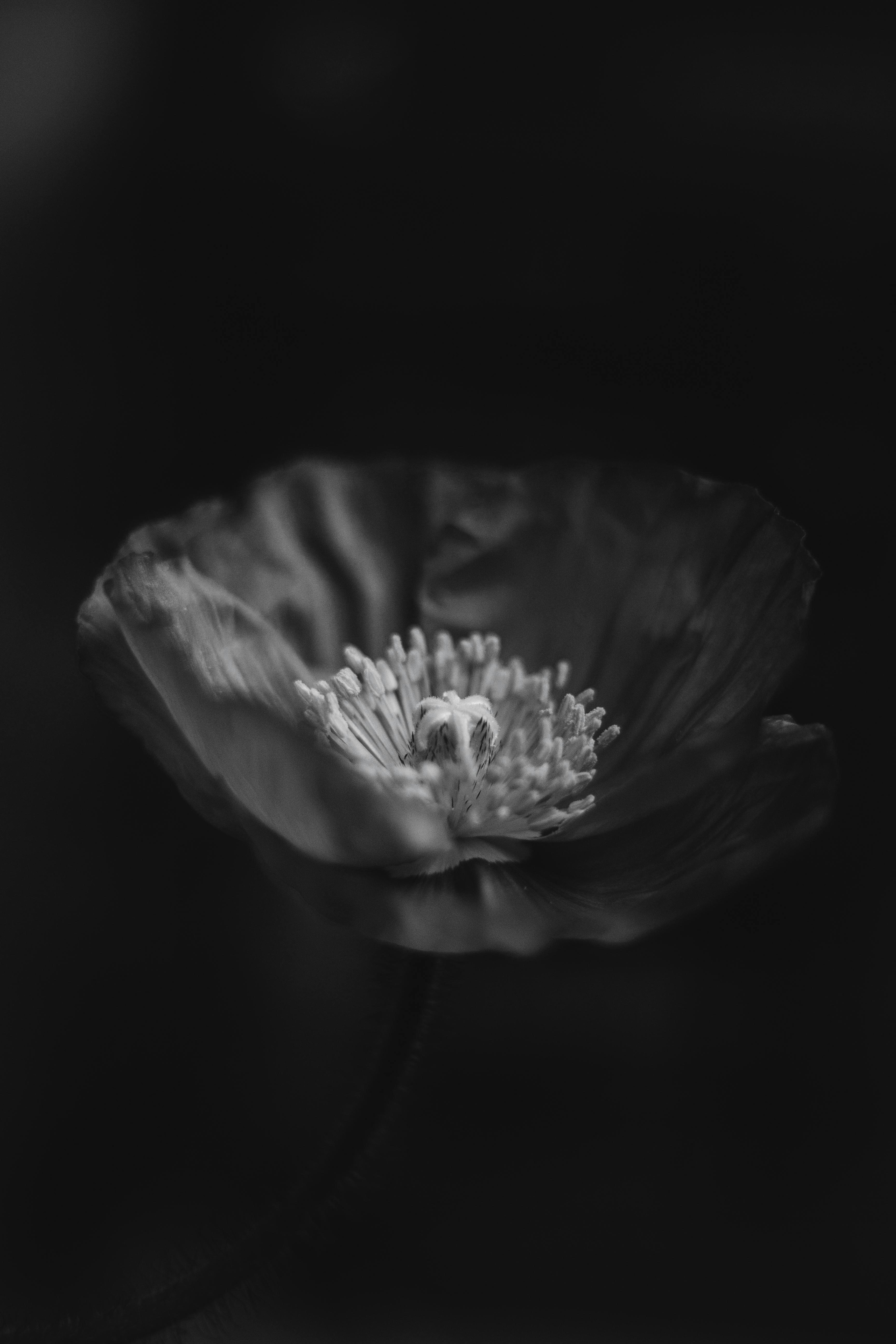 Striking black and white photograph of a poppy flower in dramatic lighting, emphasizing textures.