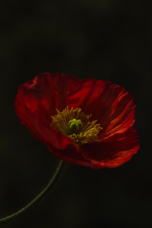Free Detailed view of a red poppy flower blossom, vibrant and full of natural beauty. Stock Photo