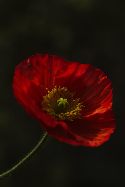 Fotos de stock gratuitas de amapola, flor, floreciente