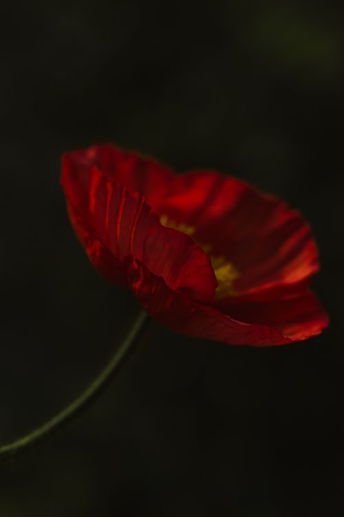 Free A stunning close-up of a red poppy flower against a dark backdrop. Stock Photo