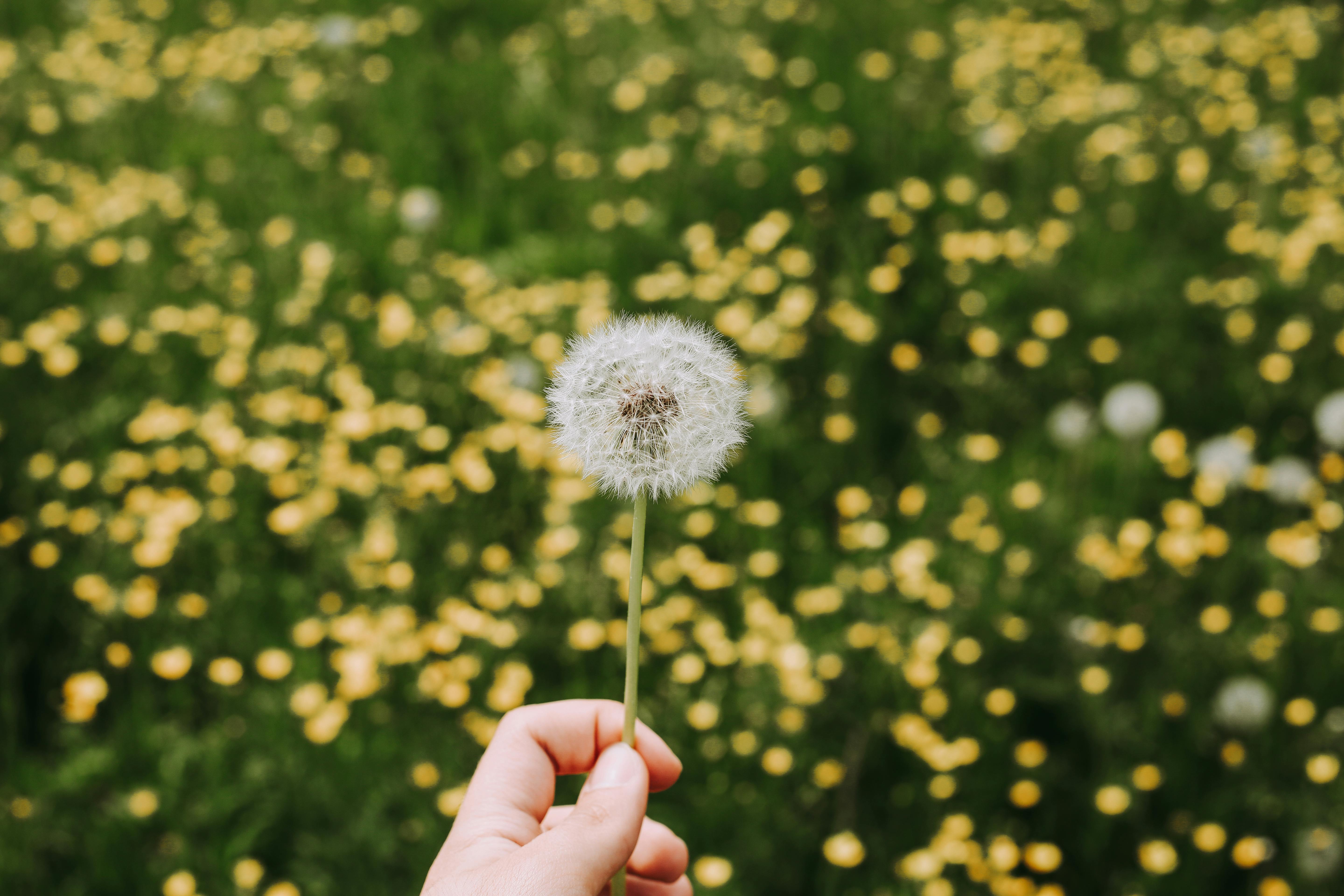 A close-up of a dandelion held by a hand against a bright, blooming meadow backdrop.