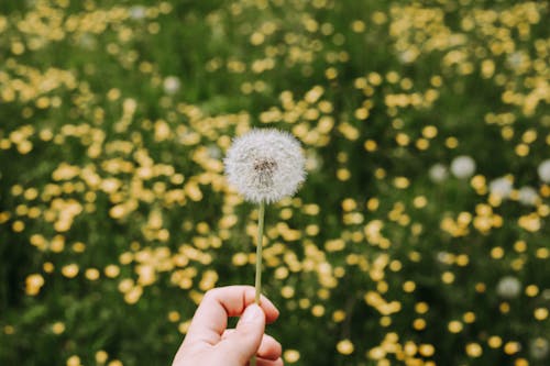 A person holding a dandelion in their hand