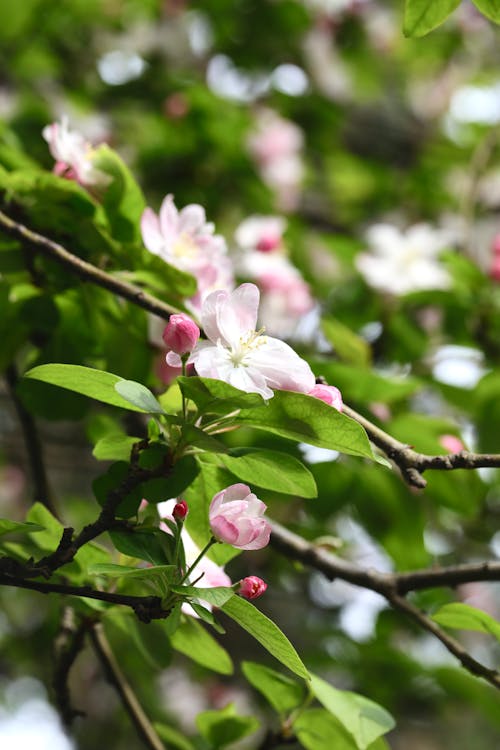 Fotobanka s bezplatnými fotkami na tému jar, kvety ovocných stromov, listy
