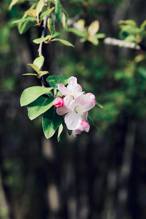 Immagine gratuita di ciliegia, focus selettivo, foglie