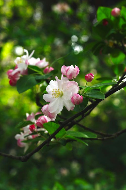 Fotobanka s bezplatnými fotkami na tému jar, kvety ovocných stromov, les