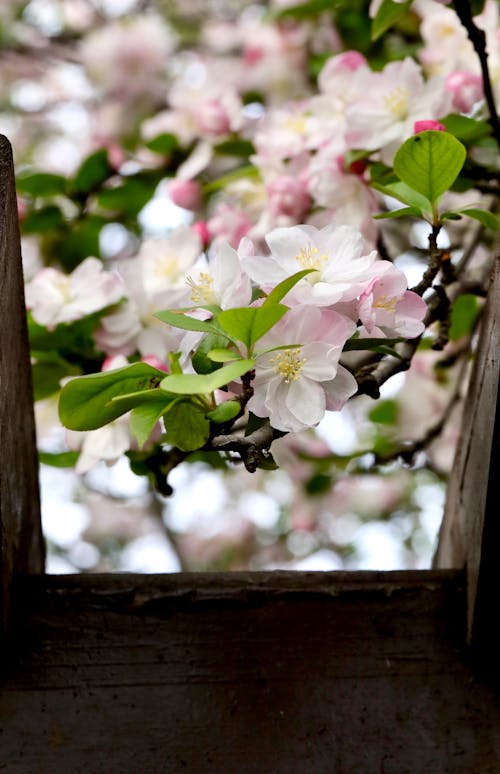 Foto d'estoc gratuïta de Apple, creixement, flor