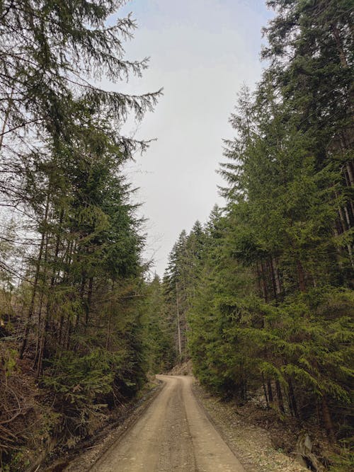 A dirt road with trees on both sides