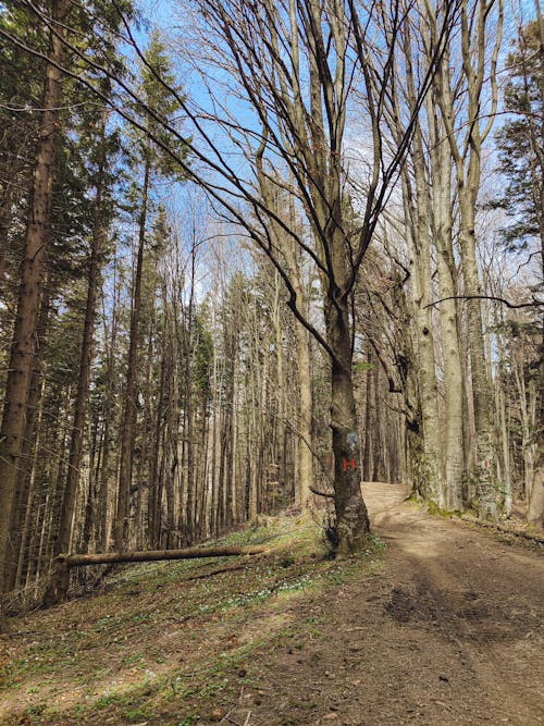 A dirt road in the woods with trees