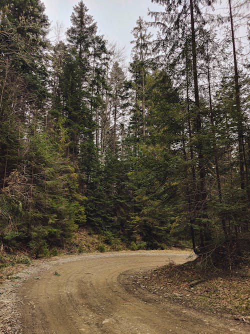 Foto d'estoc gratuïta de arbres, bosc, camí de carro