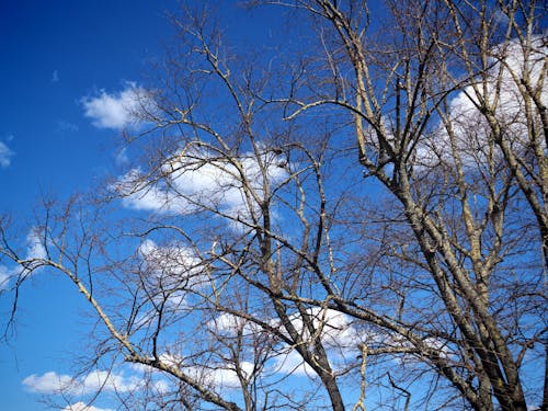 Gratis stockfoto met blauwe lucht, boom achtergrond, ealing