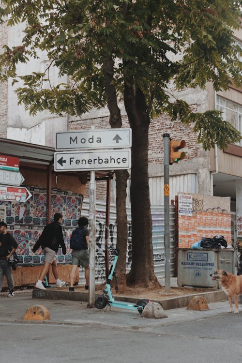 A dog is walking down the street next to a street sign